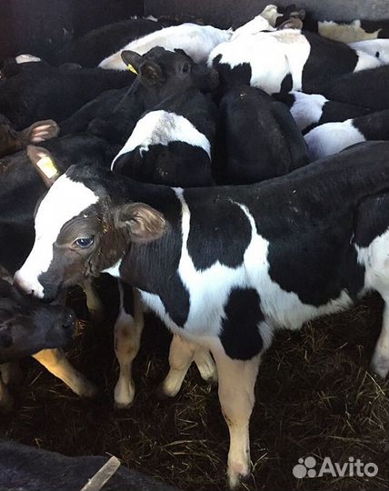 Ч Телята породистые