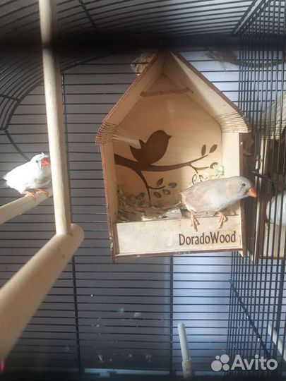 Зебровые амадины, семья (2 птицы)