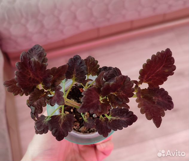 Комнатные растения.Колеусы вегетативные.Камнеломка