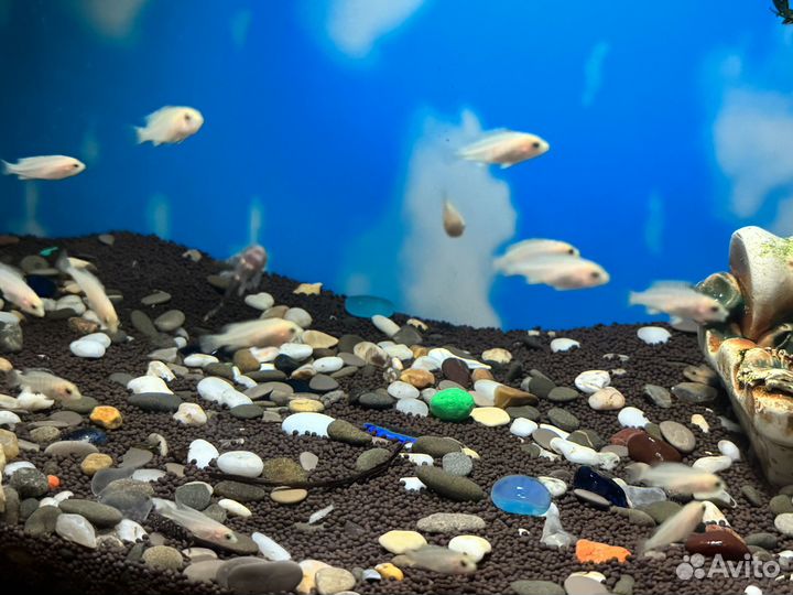 Аквариум с рыбками