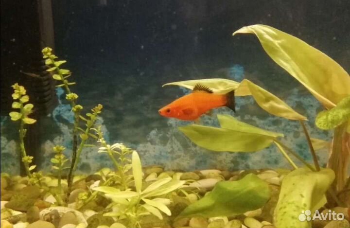 Рыбки гуппи, меченосцы, пецилии, моллинезия