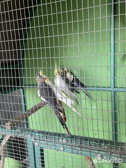 Попугай корелла