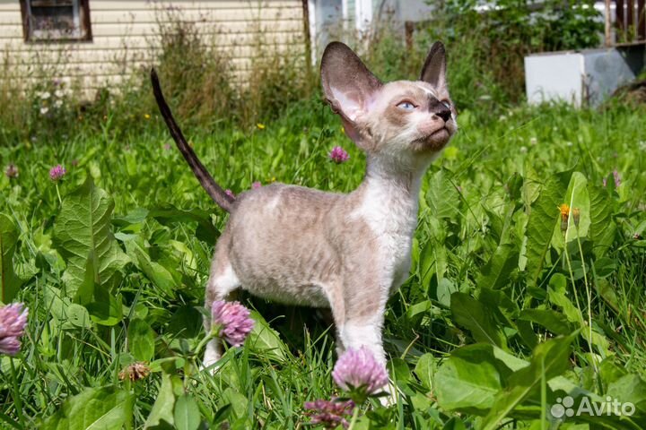 Котята корниш-рекс с документами