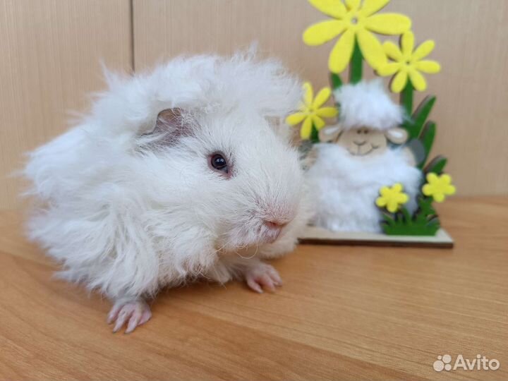 Морские свинки мальчики