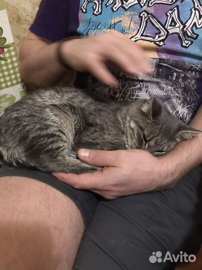 Передержка кошек