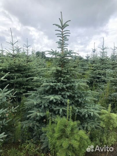 Ель голубая 1,5 м