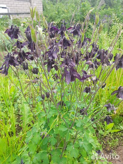 Аквилегия разноцветная