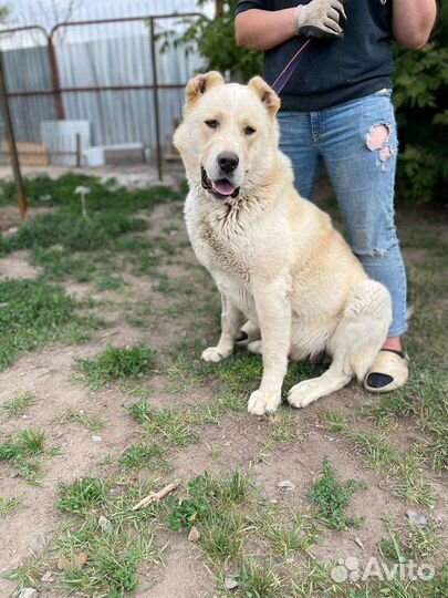 Мишка в поисках дома