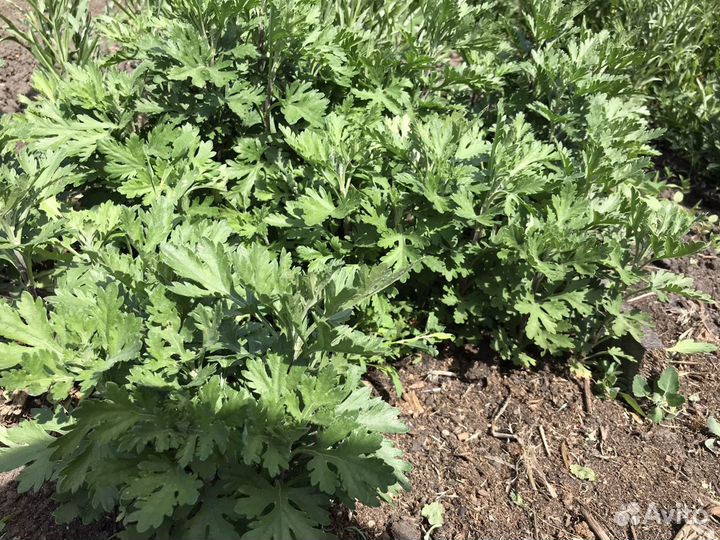 Ромашка смородина