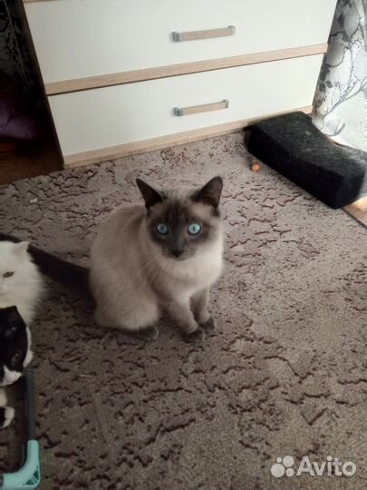 Тайский кот