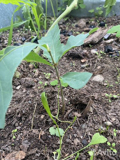 Саженец дуба