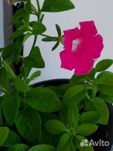 Петуния многоцветковая каскадно-ампельная