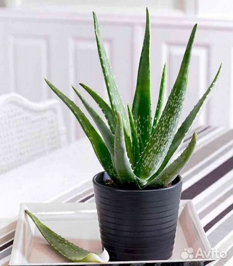 Алоэ вера растение