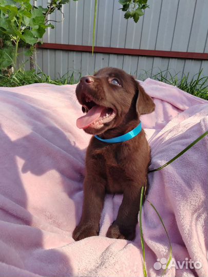 Щенки лабрадора готовы к переезду