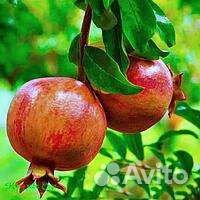 Кусты граната,Кусты роз,Инжир