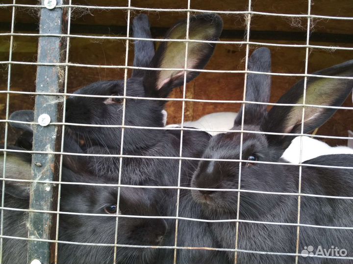 Живые кролики и мясо кролика