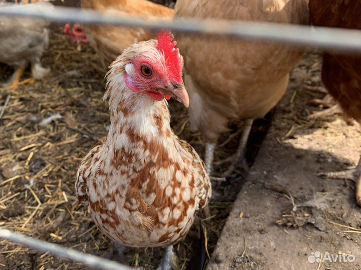 Маленькие курочки, голошейки, питухи. Все разные