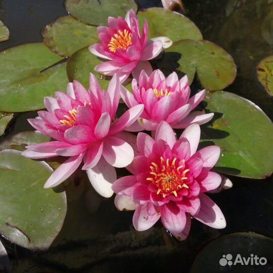 Водные растения