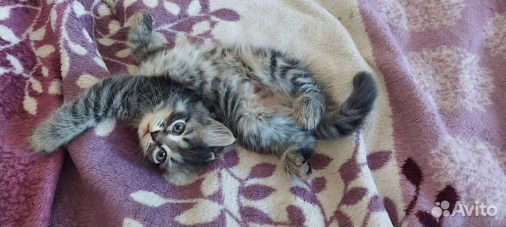 Отдам в добрые руки