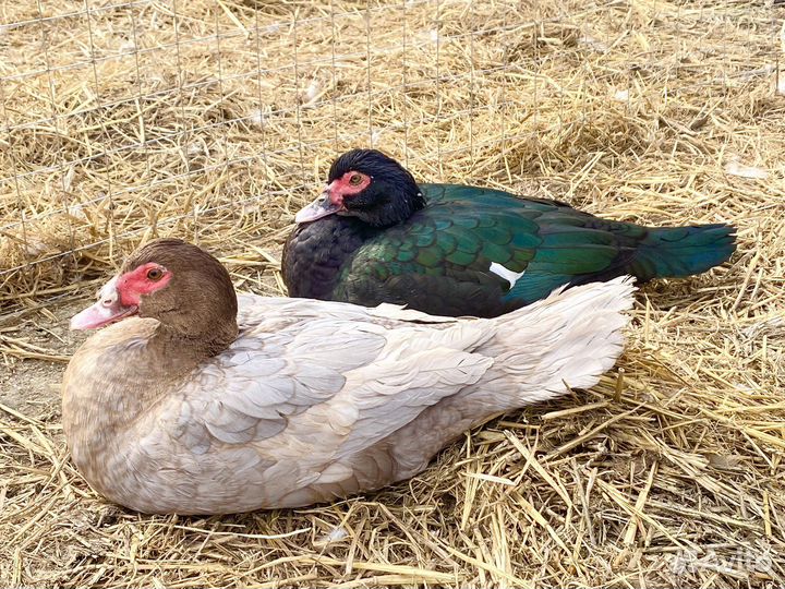 Индоутята Мускусные утята. Тяжелые линии