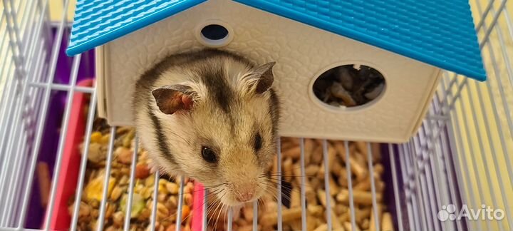 Хомяк короткошерстный, белый, с клеткой