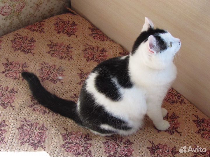 Черно-белая кошечка