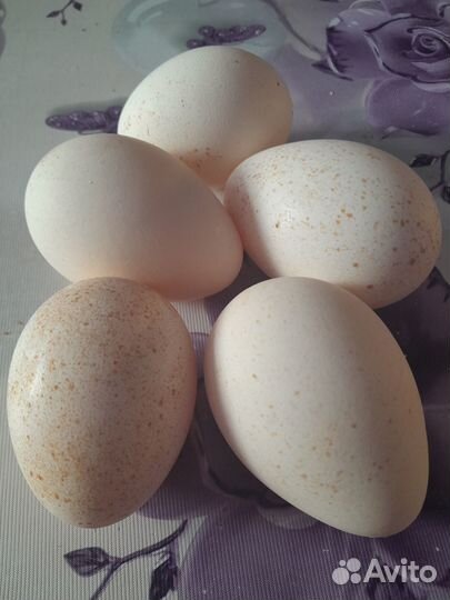 Домашнее яйцо