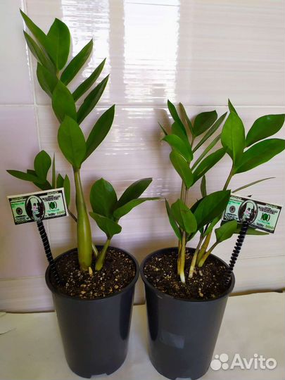 Замиокулькас Зензи фикус Бенджамин