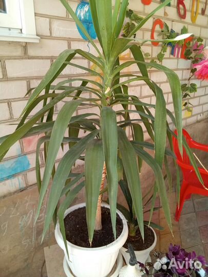 Юкка комнатная