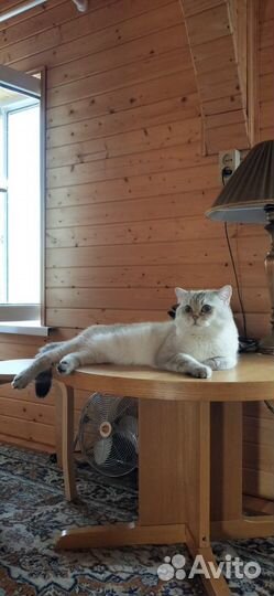 Британский кот на вязку