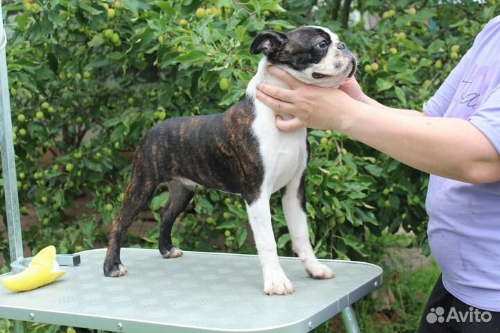 Бостон терьер