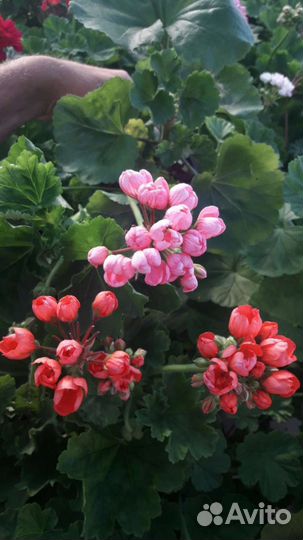 Пеларгония сортовая