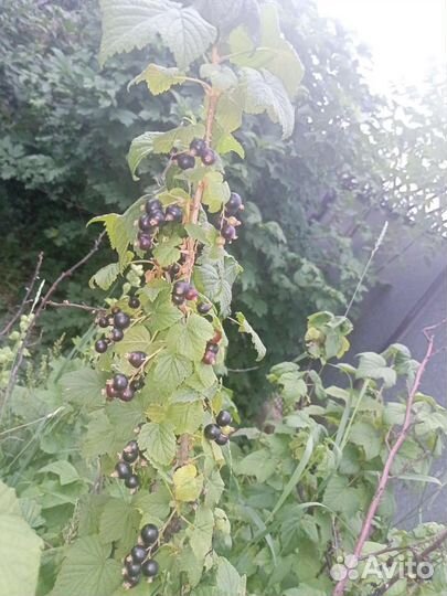 Смородина ягода