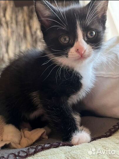 Домашний котёнок