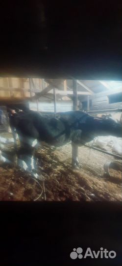 Корова дойные