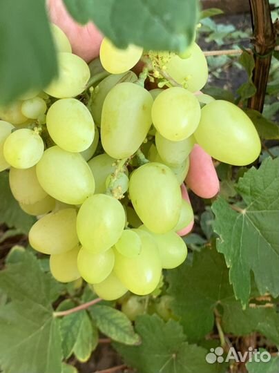 Саженцы винограда