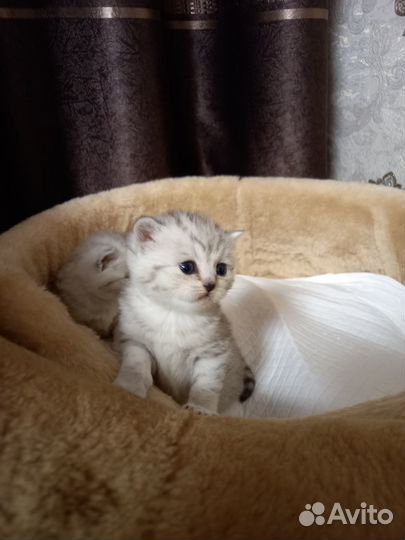 Вислоухие и прямоухие котята