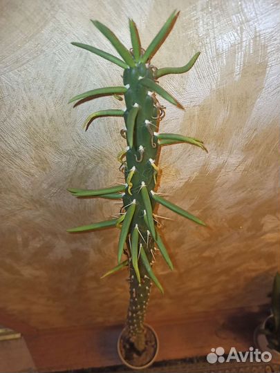 Опунция цилиндрика