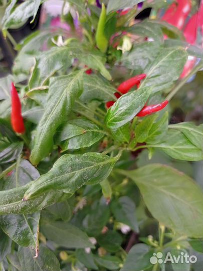 Многолетний острый перец