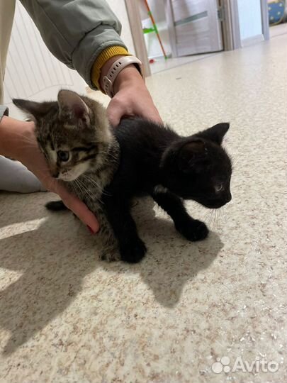 Кошка в дар бесплатно