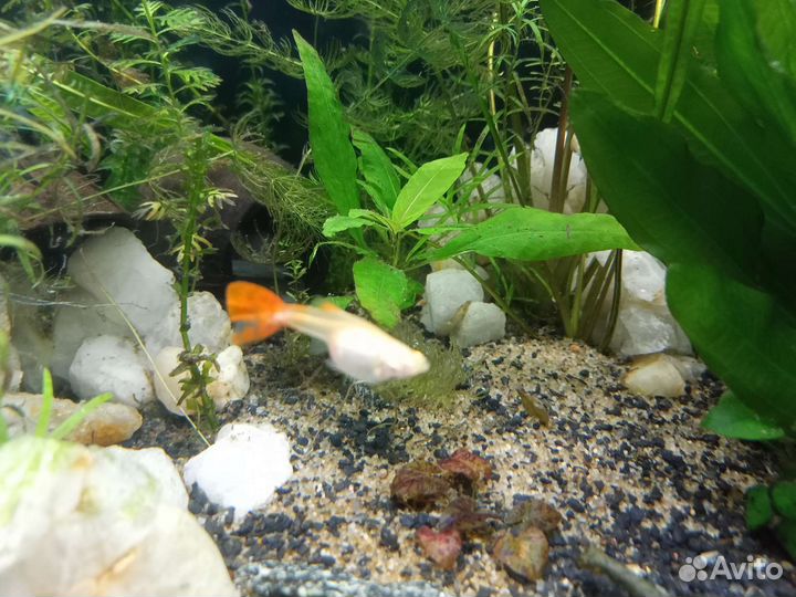 Аквариумные рыбки