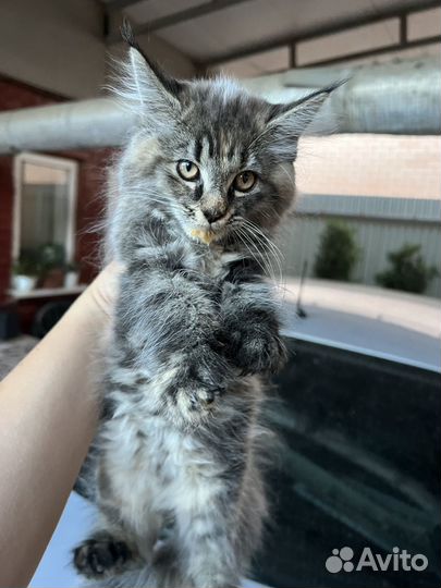 Мейн-кун в добрые руки