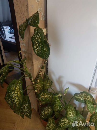 Диффенбахия 1 метр