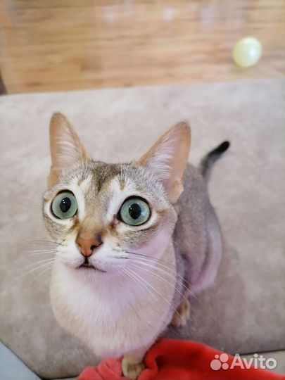 Сингапурская кошка