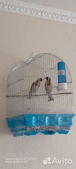 Птица щегол