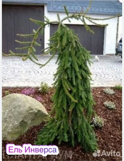 Ель Инверса