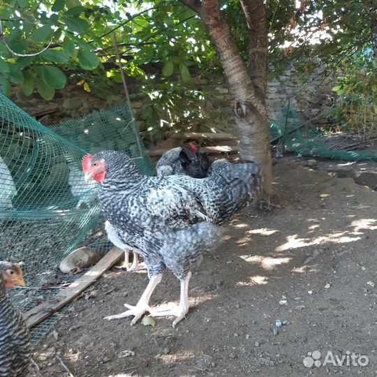 Куры петухи