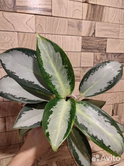 Аглаонема сильвер блю