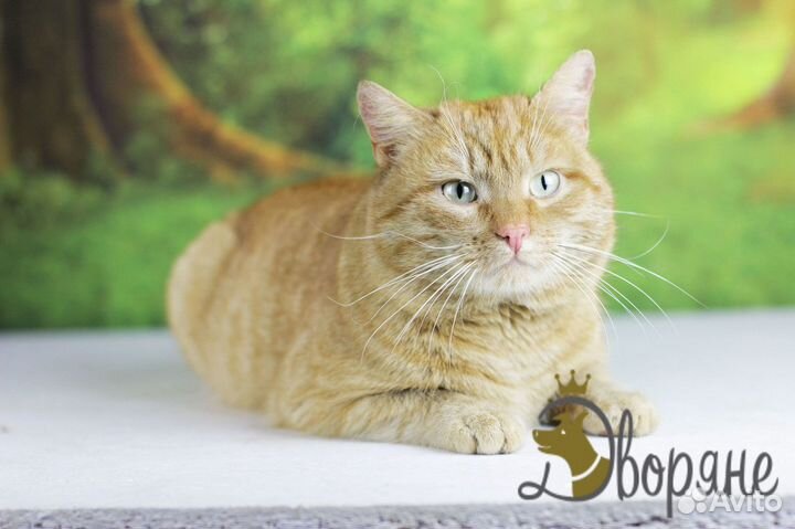 Ласковый котик Блинчик