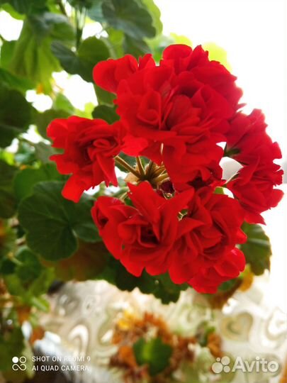 Герань пеларгония розебудная